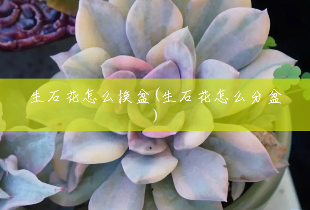 生石花怎么换盆(生石花怎么分盆) 生石花怎么换盆(生石花怎么分盆)