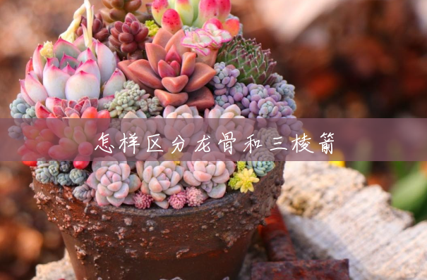 怎样区分龙骨和三棱箭 怎样区分龙骨和三棱箭
