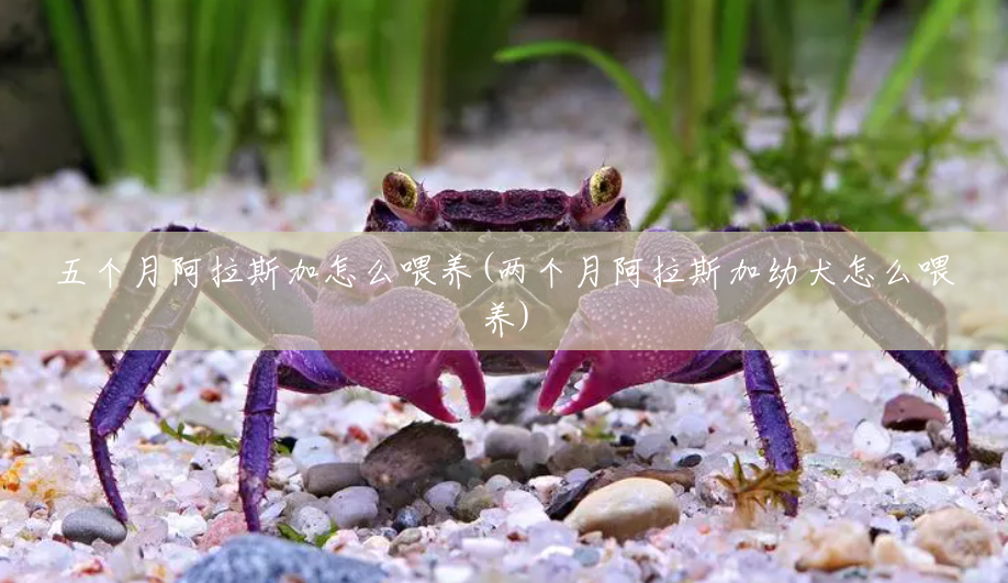 五个月阿拉斯加怎么喂养(两个月阿拉斯加幼犬怎么喂养) 五个月阿拉斯加怎么喂养(两个月阿拉斯加幼犬怎么喂养)
