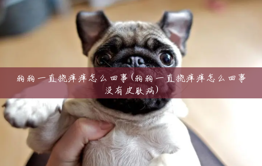 狗狗一直挠痒痒怎么回事(狗狗一直挠痒痒怎么回事没有皮肤病) 狗狗一直挠痒痒怎么回事(狗狗一直挠痒痒怎么回事没有皮肤病)