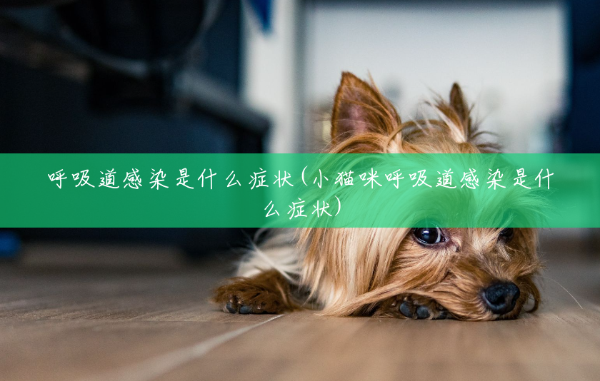 呼吸道感染是什么症状(小猫咪呼吸道感染是什么症状) 呼吸道感染是什么症状(小猫咪呼吸道感染是什么症状)