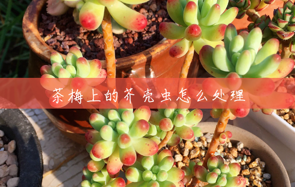 茶梅上的芥壳虫怎么处理 茶梅上的芥壳虫怎么处理