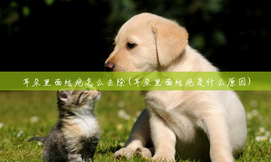 耳朵里面结疤怎么去除(耳朵里面结疤是什么原因)