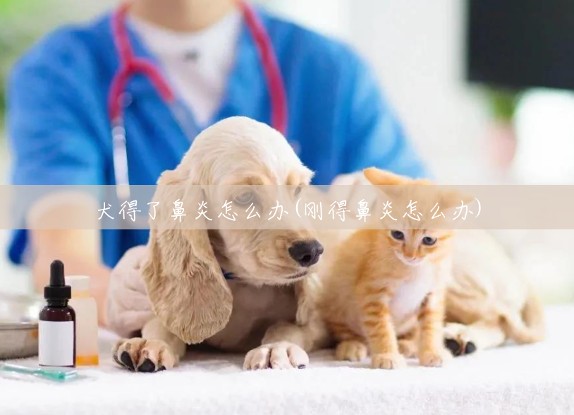 犬得了鼻炎怎么办(刚得鼻炎怎么办) 犬得了鼻炎怎么办(刚得鼻炎怎么办)