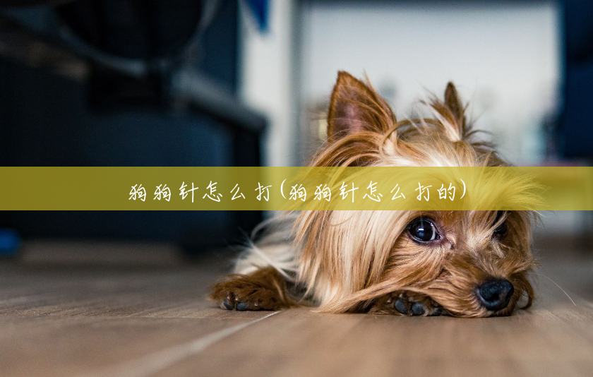 狗狗针怎么打(狗狗针怎么打的) 狗狗针怎么打(狗狗针怎么打的)