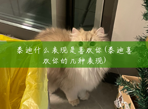 泰迪什么表现是喜欢你(泰迪喜欢你的几种表现) 泰迪什么表现是喜欢你(泰迪喜欢你的几种表现)