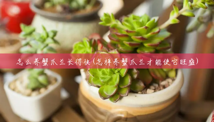 怎么养蟹爪兰长得快(怎样养蟹爪兰才能使它旺盛)