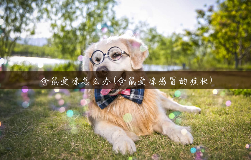 仓鼠受凉怎么办(仓鼠受凉感冒的症状)