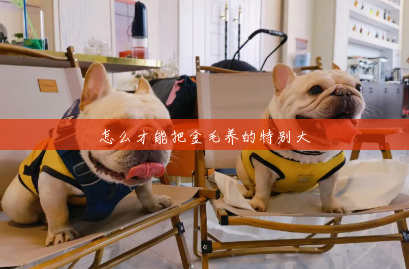 怎么才能把金毛养的特别大 怎么才能把金毛养的特别大