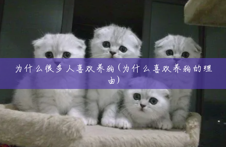 为什么很多人喜欢养狗(为什么喜欢养狗的理由) 为什么很多人喜欢养狗(为什么喜欢养狗的理由)