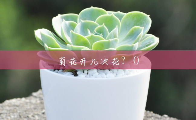 菊花开几次花?() 菊花开几次花?()