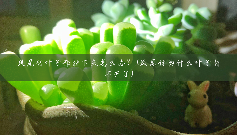 凤尾竹叶子耷拉下来怎么办?(凤尾竹为什么叶子打不开了) 凤尾竹叶子耷拉下来怎么办?(凤尾竹为什么叶子打不开了)