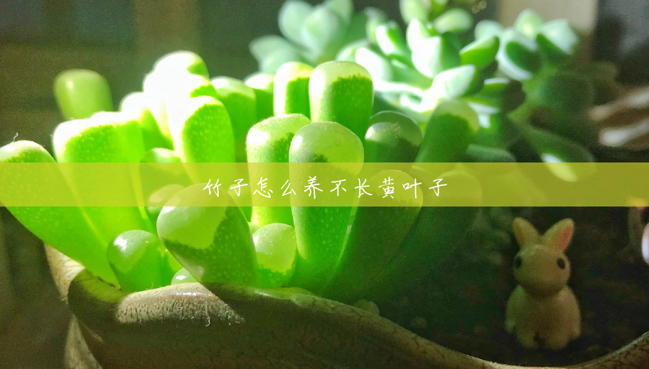 竹子怎么养不长黄叶子 竹子怎么养不长黄叶子