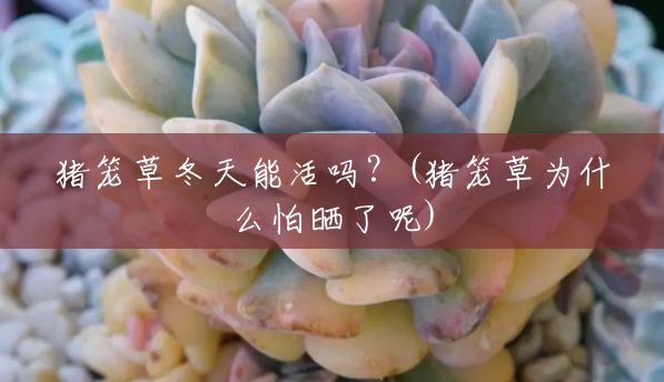 猪笼草冬天能活吗？(猪笼草为什么怕晒了呢)