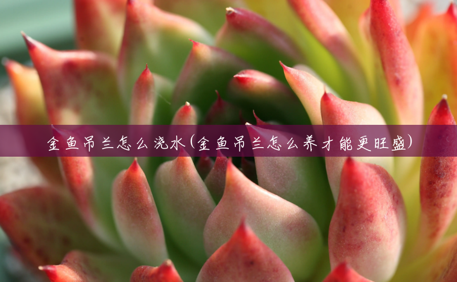 金鱼吊兰怎么浇水(金鱼吊兰怎么养才能更旺盛) 金鱼吊兰怎么浇水(金鱼吊兰怎么养才能更旺盛)