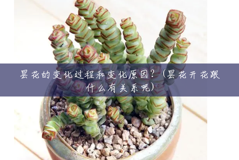 昙花的变化过程和变化原因?(昙花开花跟什么有关系呢) 昙花的变化过程和变化原因?(昙花开花跟什么有关系呢)