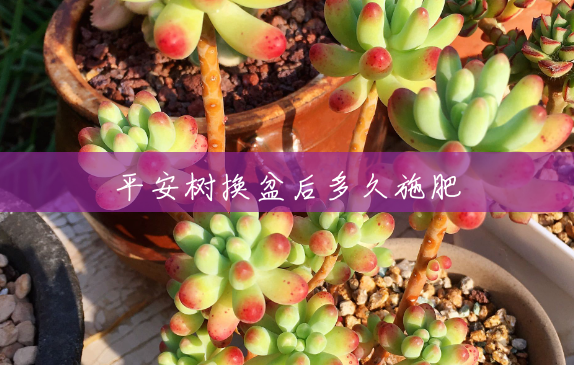 平安树换盆后多久施肥 平安树换盆后多久施肥