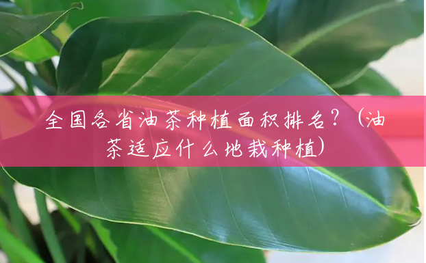 全国各省油茶种植面积排名？(油茶适应什么地栽种植)