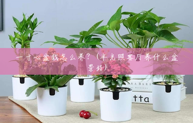 一寸心盆栽怎么养?(半光照客厅养什么盆景好) 一寸心盆栽怎么养?(半光照客厅养什么盆景好)