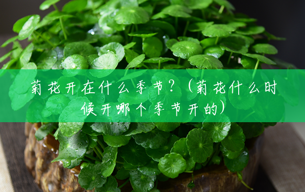 菊花开在什么季节?(菊花什么时候开哪个季节开的) 菊花开在什么季节?(菊花什么时候开哪个季节开的)