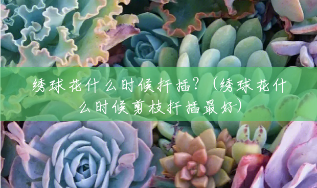 绣球花什么时候扦插?(绣球花什么时候剪枝扦插最好) 绣球花什么时候扦插?(绣球花什么时候剪枝扦插最好)