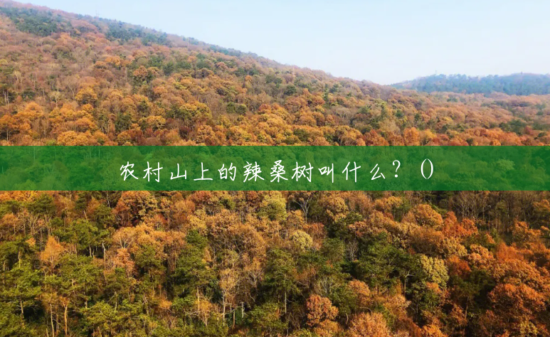 农村山上的辣桑树叫什么?() 农村山上的辣桑树叫什么?()