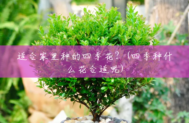 适合家里种的四季花?(四季种什么花合适呢) 适合家里种的四季花?(四季种什么花合适呢)
