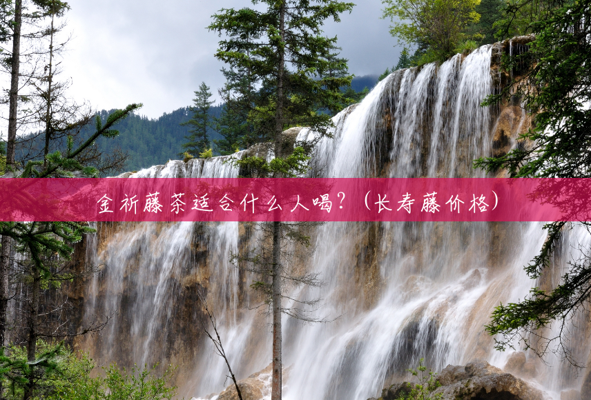 金祈藤茶适合什么人喝？(长寿藤价格)