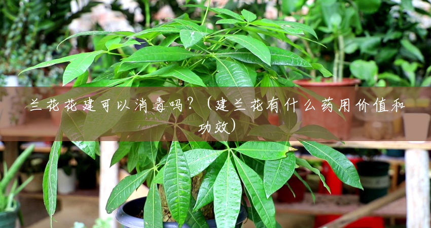 兰花花建可以消毒吗?(建兰花有什么药用价值和功效) 兰花花建可以消毒吗?(建兰花有什么药用价值和功效)