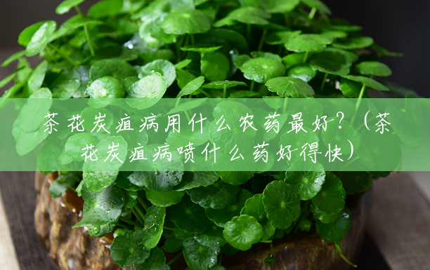 茶花炭疽病用什么农药最好?(茶花炭疽病喷什么药好得快) 茶花炭疽病用什么农药最好?(茶花炭疽病喷什么药好得快)