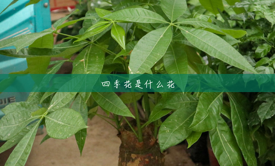 四季花是什么花 四季花是什么花