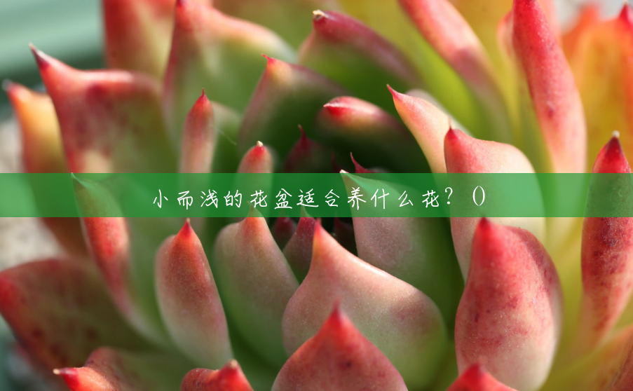 小而浅的花盆适合养什么花？()