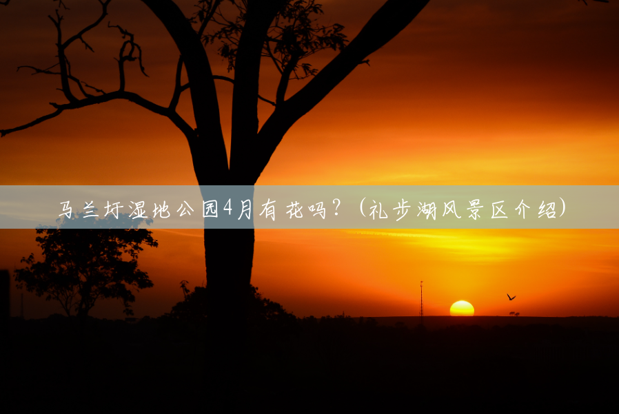 马兰圩湿地公园4月有花吗?(礼步湖风景区介绍) 马兰圩湿地公园4月有花吗?(礼步湖风景区介绍)