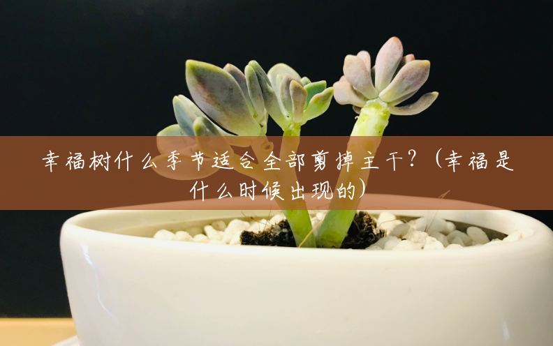 幸福树什么季节适合全部剪掉主干?(幸福是什么时候出现的) 幸福树什么季节适合全部剪掉主干?(幸福是什么时候出现的)