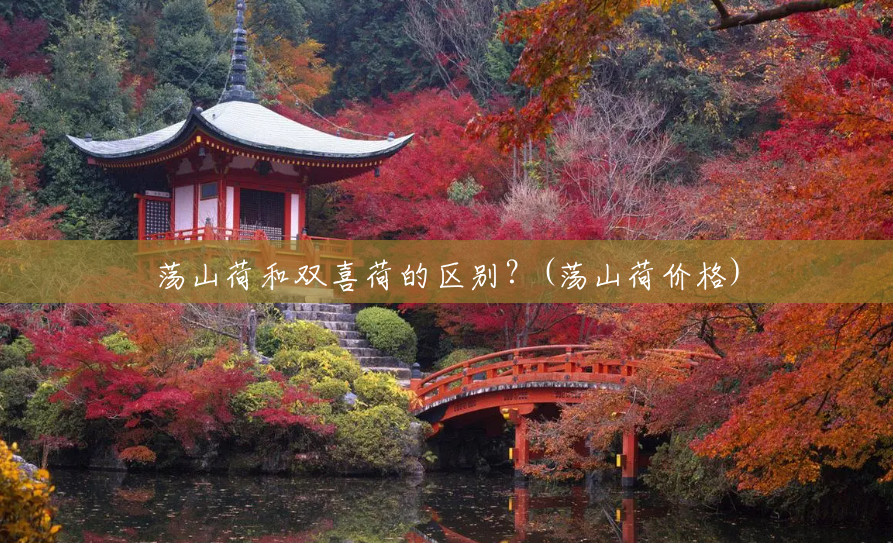 荡山荷和双喜荷的区别?(荡山荷价格) 荡山荷和双喜荷的区别?(荡山荷价格)