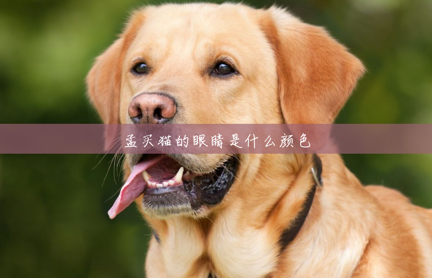 孟买猫的眼睛是什么颜色 孟买猫的眼睛是什么颜色