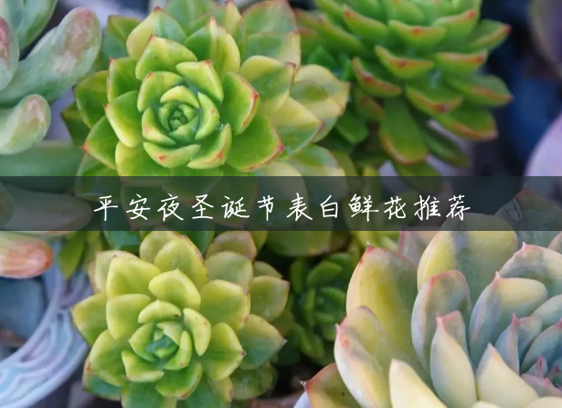 平安夜圣诞节表白鲜花推荐 平安夜圣诞节表白鲜花推荐