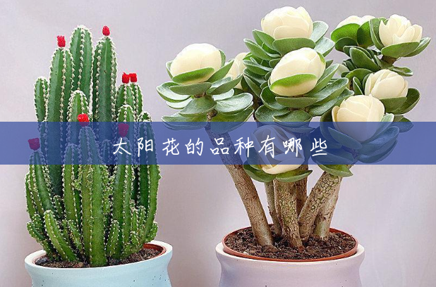 太阳花的品种有哪些 太阳花的品种有哪些