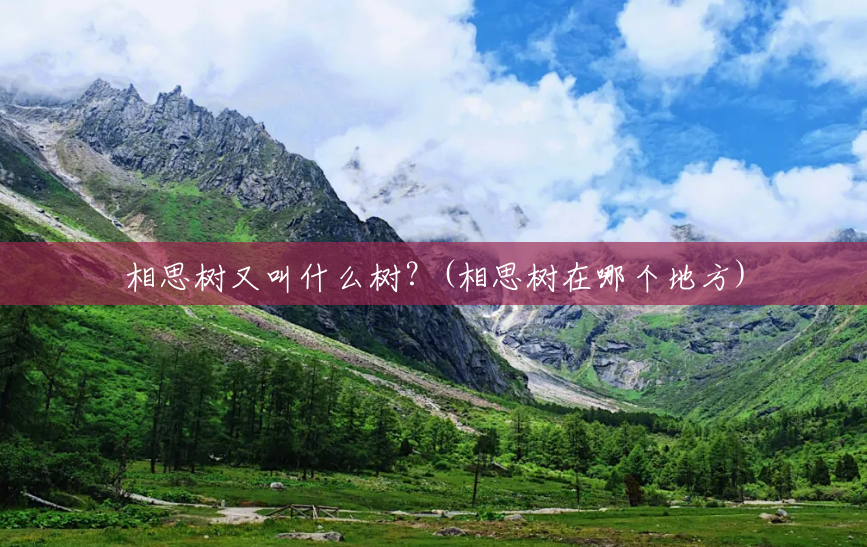 相思树又叫什么树?(相思树在哪个地方) 相思树又叫什么树?(相思树在哪个地方)