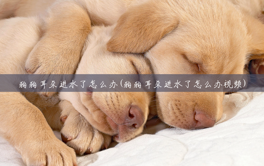 狗狗耳朵进水了怎么办(狗狗耳朵进水了怎么办视频) 狗狗耳朵进水了怎么办(狗狗耳朵进水了怎么办视频)