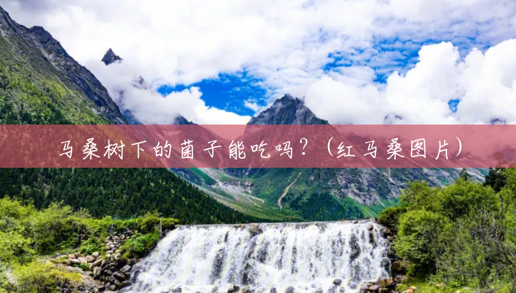 马桑树下的菌子能吃吗?(红马桑图片) 马桑树下的菌子能吃吗?(红马桑图片)