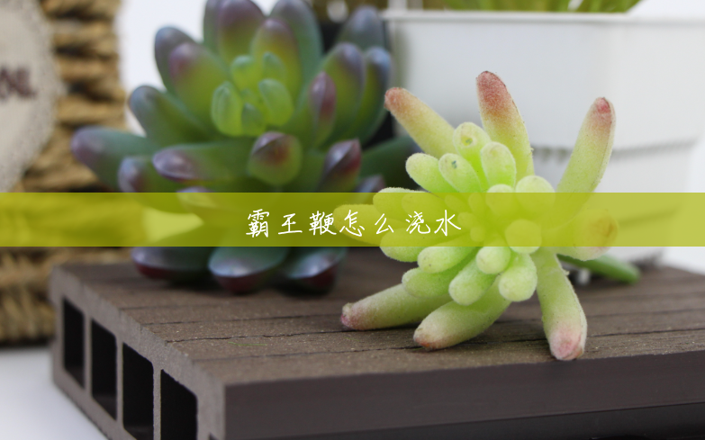 霸王鞭怎么浇水 霸王鞭怎么浇水