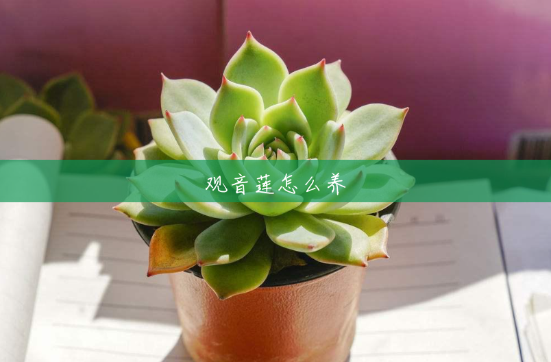 观音莲怎么养 观音莲怎么养