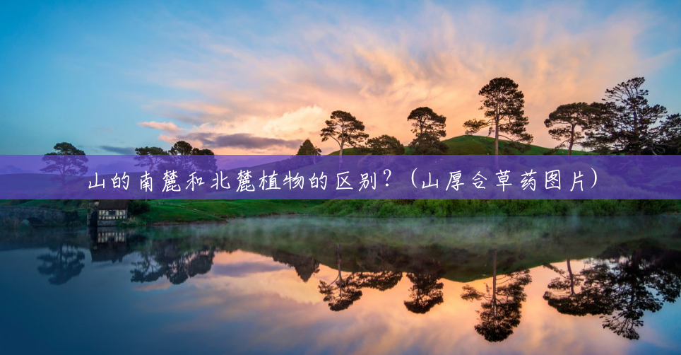山的南麓和北麓植物的区别?(山厚合草药图片) 山的南麓和北麓植物的区别?(山厚合草药图片)