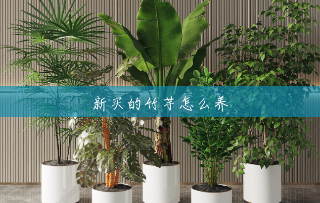 新买的竹芋怎么养 新买的竹芋怎么养