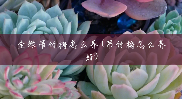 全绿吊竹梅怎么养(吊竹梅怎么养好)
