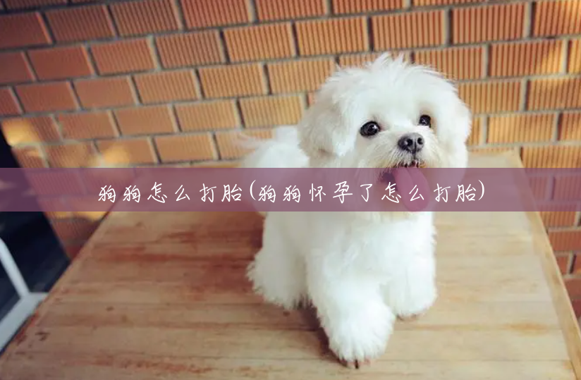 狗狗怎么打胎(狗狗怀孕了怎么打胎) 狗狗怎么打胎(狗狗怀孕了怎么打胎)