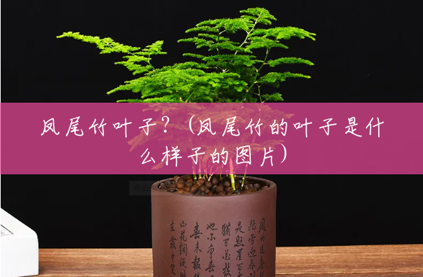凤尾竹叶子?(凤尾竹的叶子是什么样子的图片) 凤尾竹叶子?(凤尾竹的叶子是什么样子的图片)