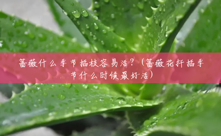 蔷薇什么季节插枝容易活?(蔷薇花扦插季节什么时候最好活) 蔷薇什么季节插枝容易活?(蔷薇花扦插季节什么时候最好活)