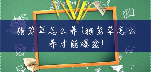猪笼草怎么养(猪笼草怎么养才能爆盆) 猪笼草怎么养(猪笼草怎么养才能爆盆)